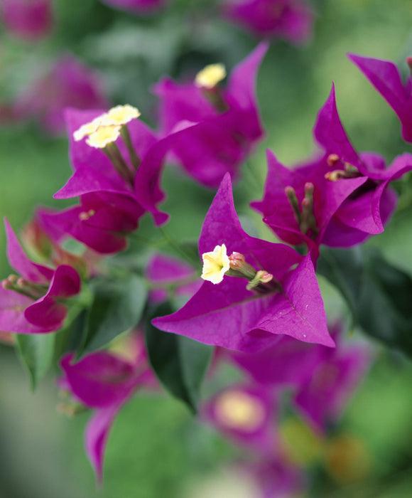 Close up view of bright purple Bougainvillea flowers in the conservatory at Wallington