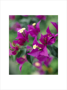 Close up view of bright purple Bougainvillea flowers in the conservatory at Wallington