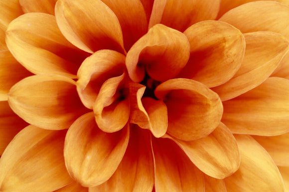 Close up view of a bright orange 'David Howard' Dahlia at Wallington