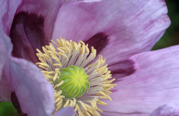 A close-up detail of the heart of pale pink Poppy at Mottisfont Abbey