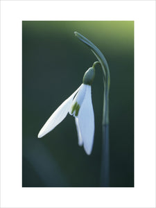 A single Snowdrop in the garden at Nymans in West Sussex