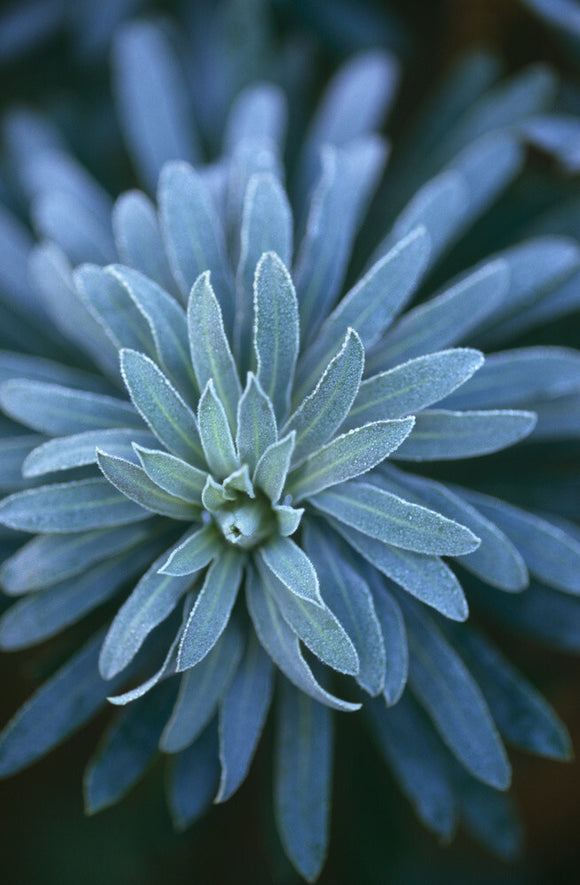 A close up view of Euphorbia Characias 'wulferii' taken in the garden at Sissinghurst Castle Garden in December