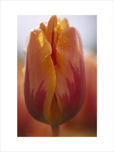 A close up of a Tulip 'Princess Irene', growing in April at Sissinghurst Castle Garden
