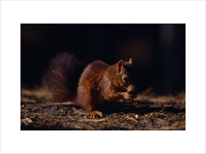 View of a foraging Red Squirrel at Formby
