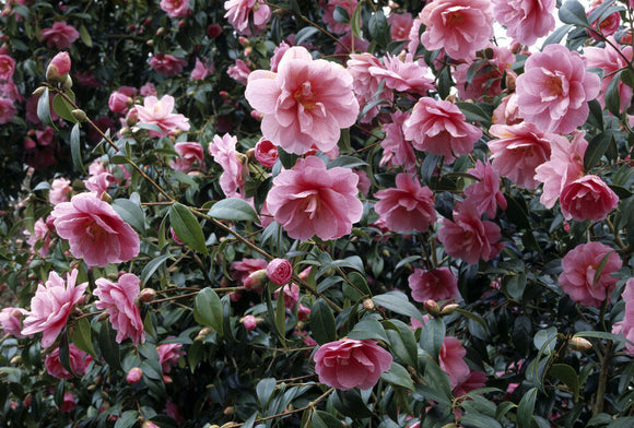 View of camellia williamsii in bloom at Antony House