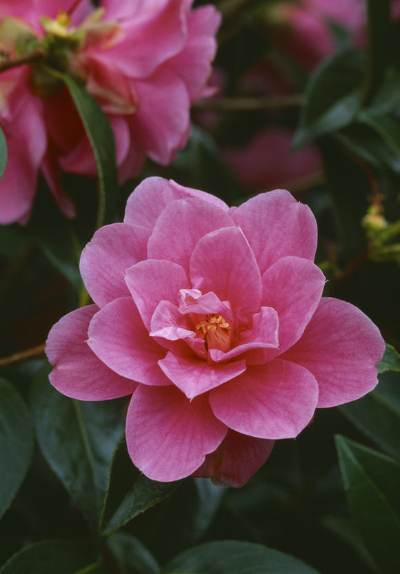 A Camellia 