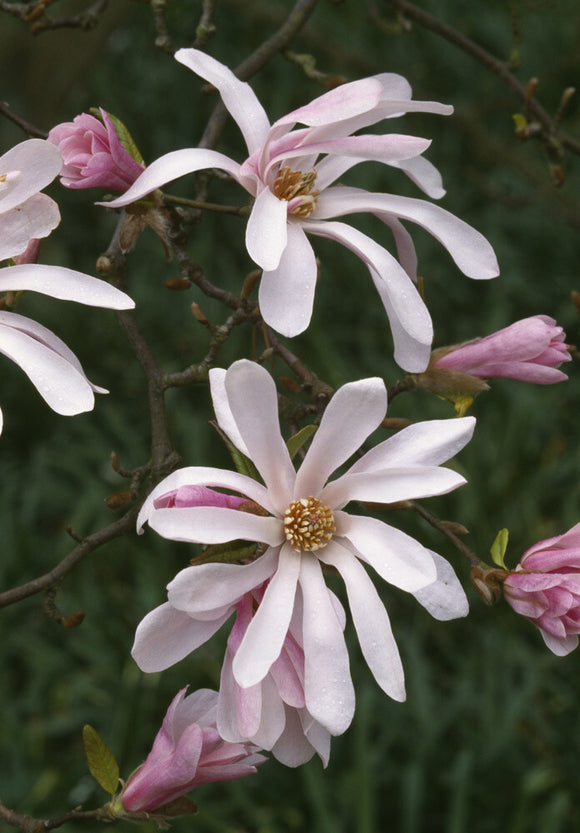 Flowers of the pink Magnolia x loebneri 