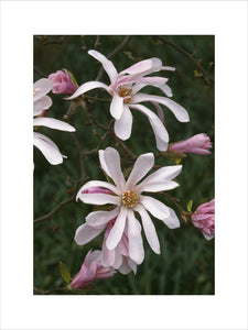 Flowers of the pink Magnolia x loebneri "Leonard Messel"