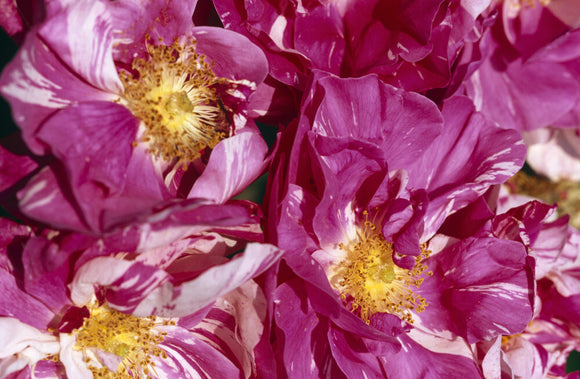 A close-up of a group of roses - 'Vicks Caprice Hybrid Perpetual, 1897' at Mottisfont Abbey