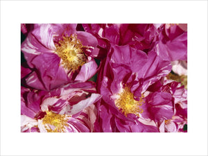 A close-up of a group of roses - 'Vicks Caprice Hybrid Perpetual, 1897' at Mottisfont Abbey