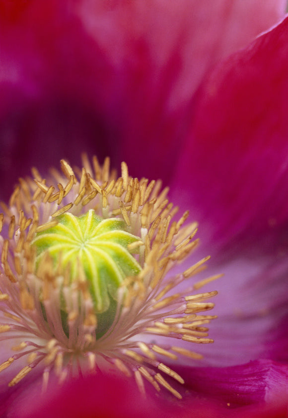 A close up detail of the stamen and pistils of Poppy