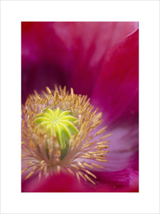 A close up detail of the stamen and pistils of Poppy