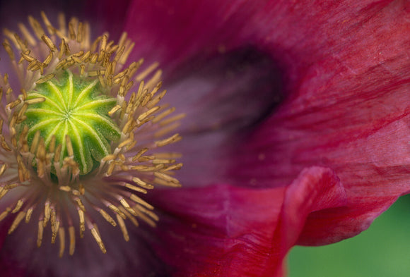 A close-up detail of the inside of a Poppy