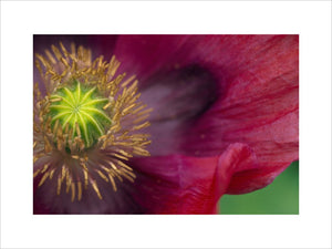 A close-up detail of the inside of a Poppy