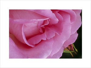 Close-up detail of a rose called 'Georg Avends Hybrid Tea, 1910'