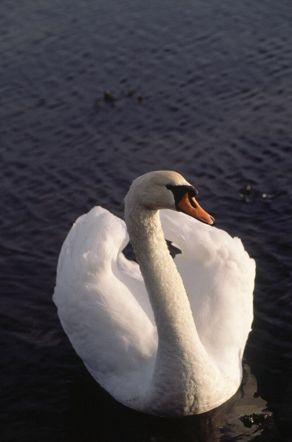 A white Mute swan on Strangford Lough with light on its wings