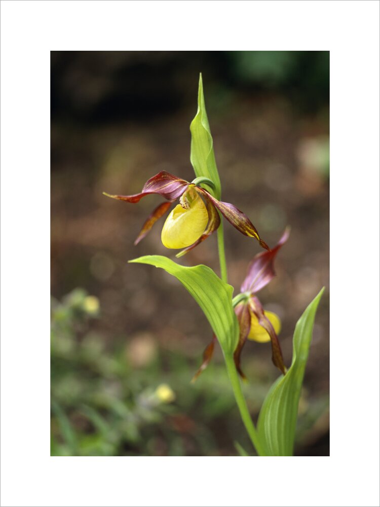 Calceolate Lady's- slipper orchid, Cypripedium calceolus, in the Rock Garden at S ...