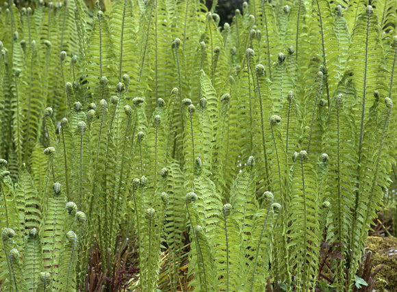 Ferns (Matteauccia struthiopteris) unfurling in the Rock Garden at Sizergh Castle, Cumbria