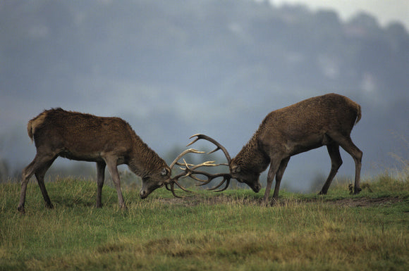 Red deer stags sparring during rutting, above Coalpit Clough