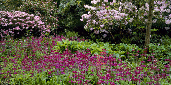 Deep purple & red primulas and pale pink rhododendrons in Lily Wood at Mount Stewart