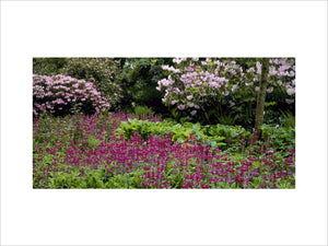 Deep purple & red primulas and pale pink rhododendrons in Lily Wood at Mount Stewart