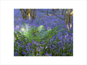 A ground level view of the bluebell wood on Long Walk at Hatchlands, with a vibrant spray of fresh green bracken at its centre catching sunlight through the trees