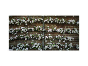 Close view of an espaliered apple (Api Rose) with white blossom and pink buds against a wall in Westbury Court Gardens