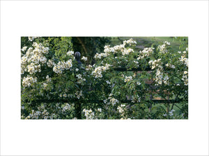 A white climbing rose growing on a fence at Hill Top Sawrey, the home of Beatrix Potter, in early morning sunlight with a view down the garden