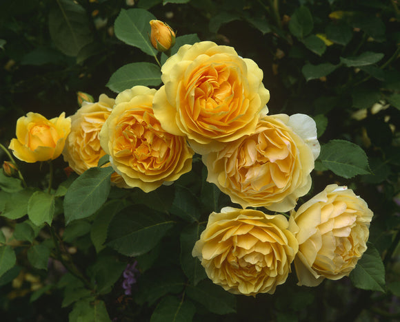 Close-up of yellow roses, R.