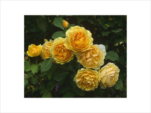 Close-up of yellow roses, R."Graham Thomas", in the rose garden.