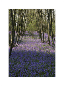 Bluebells Wood at Scotney Castle Garden