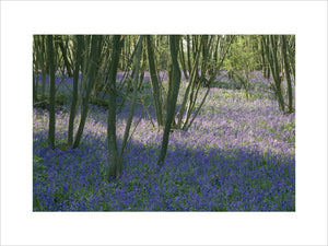 View of a bed of bluebells in the Scotney Woodland