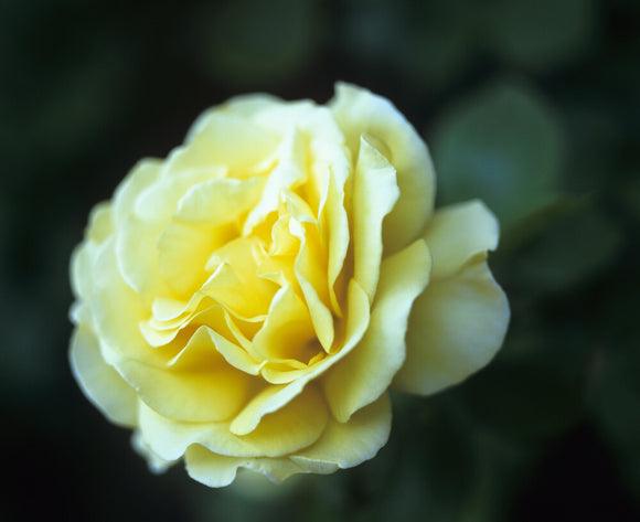 A close up of a hybrid tea Rose 'Pot o' Gold' growing in the garden at Peckover House