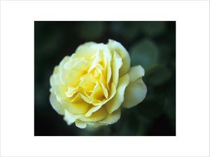 A close up of a hybrid tea Rose 'Pot o' Gold' growing in the garden at Peckover House