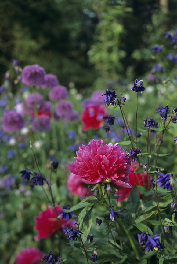 Close up of Paeonia, peony and Aquilegia, Columbine, at Hidcote Manor, in late May