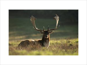A Fallow Deer Buck 'Dama Dama' sat on grassland at Petworth Park in sunshine