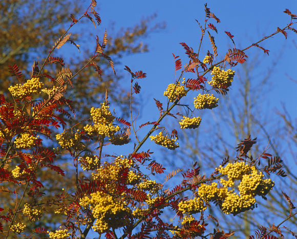 Berries and leaves of Sorbus JOSEPH ROCK at Scotney Castle Garden in the autumn