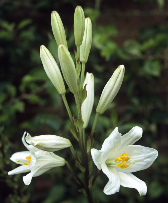 A close view of a group of Lilies in full bloom and some closed
