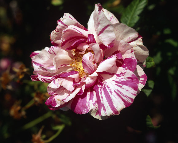 A close view of a pink and white stripey rose in full bloom - 'rosa gallica versicolour (rosa mundi) gallica ancient'