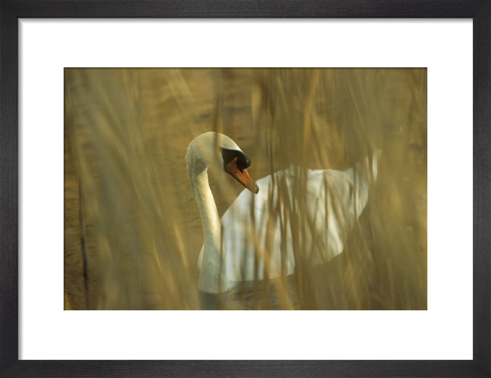 Mute Swan viewed through dried reeds bordering the River Wey Navigatio ...