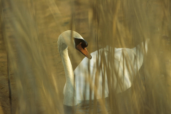 Mute Swan viewed through dried reeds bordering the River Wey Navigation