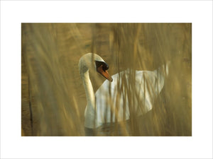 Mute Swan viewed through dried reeds bordering the River Wey Navigation