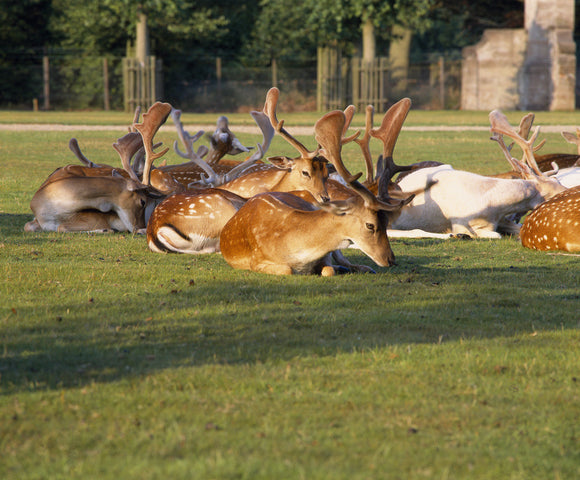 Fallow deer in the south front lawn at Dunham Massey