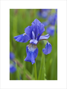 Iris sibirica "Keno Gami" in May at Sissinghurst Castle Garden, Kent