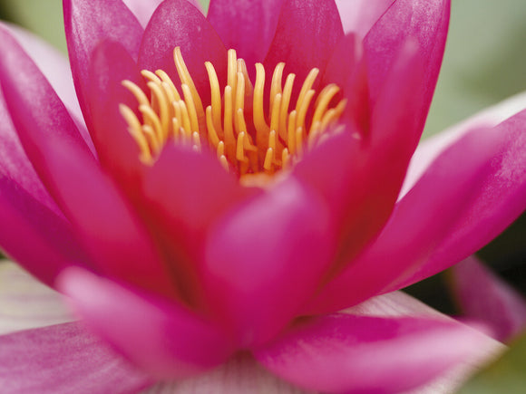 Close view of a water lily (Nymphaea) in the Pool Garden in June at Hinton Ampner, Hampshire