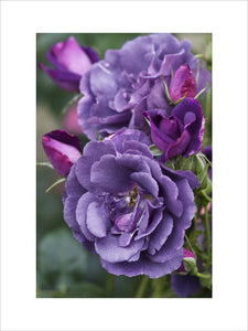 Rosa "Rhapsody in Blue" in the Rose Garden at Lyme Park, Cheshire