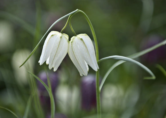 Snake's Head fritillary, Fritillaria Meagris, at Nymans, West Sussex, in March