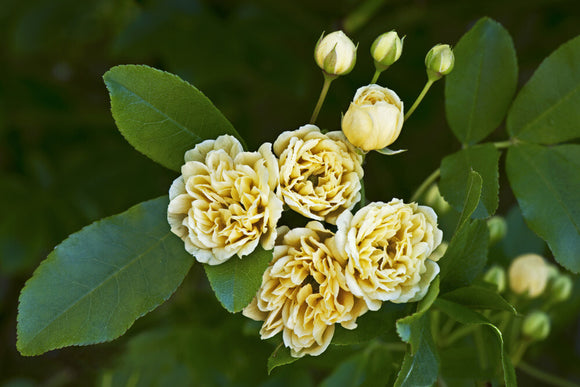 Rosa banksiae Lutea in May, trained against the house at Standen, West Sussex