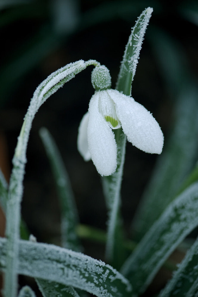Snowdrop, Galanthus – National Trust Prints