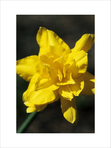 Close view of Narcissus "Golden Ducat" at Cotehele, Cornwall